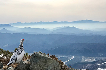 【小谷村賞】『春を待つ雷鳥』 古川 武さん　2017年5月3日 長野県八方尾根