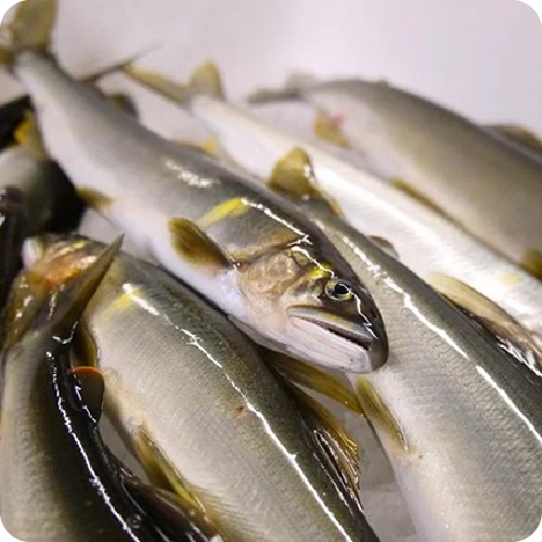 四万十川の天然鮎500g