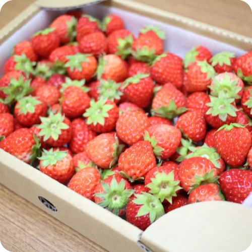 夏いちご サマーリリカル おつまみ小粒 2箱セット