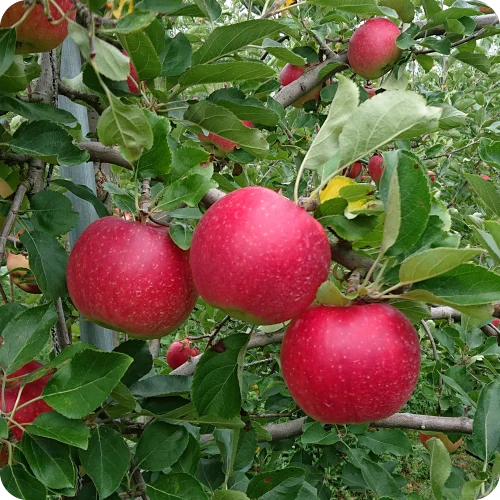 酸味が特徴！ 岩手江刺産「紅ロマン」3kg