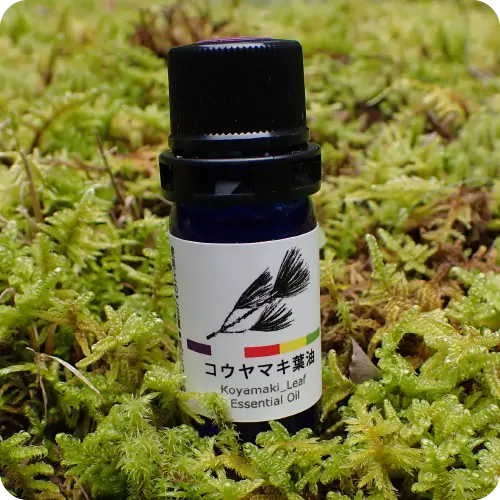 コウヤマキ精油