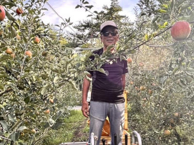 リンゴ農園の中の生産者