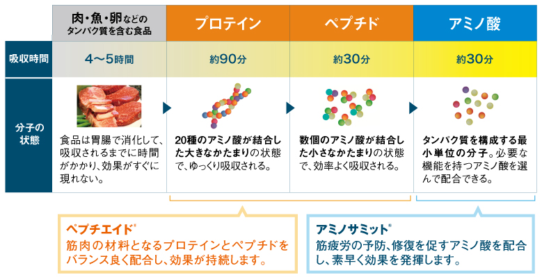 各栄養素が体内への吸収に要する時間を現した図。肉や魚などのタンパク質を含む食品は、食事から消化して吸収されるまでに4から5時間掛かるのに対し、プロテインは約90分、ペプチドとアミノ酸は約30分という早さで吸収されます。「アミノサミット」は筋疲労の予防、修復を促すアミノ酸を配合し、素早く効果を発揮。「ぺプチエイド」は筋肉の材料となるプロテインとペプチドをバランスよく配合し、効果が持続します。