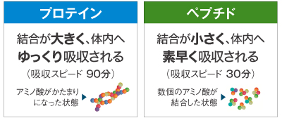 プロテインはアミノ酸の結合が大きいため、90分掛けて体内へゆっくり吸収される。ペプチドはアミノ酸の結合が小さく、30分で体内へ素早く吸収される。